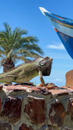 Iguanas by the pool at the sunsol punta blanca hotel on coche island in venezuela in the caribbean