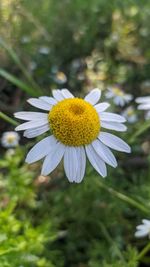 Close-up of white daisy flower