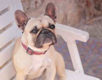 Portrait of dog sitting outdoors