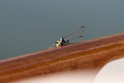 Close-up of dragonfly on wood