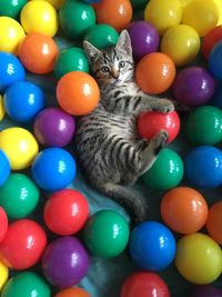 Portrait of multi colored balloons