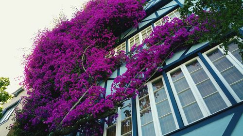 Low angle view of pink flowers