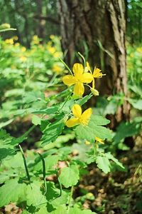 Close-up of yellow flower