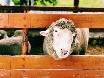 Portrait of sheep in pen