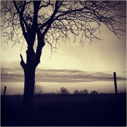 Bare trees by sea at sunset