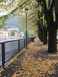 Street amidst trees during autumn