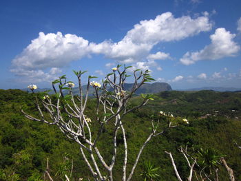 Plants growing on land against sky