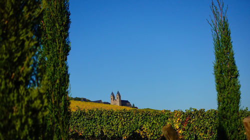 Panoramic shot of trees on field against clear blue sky