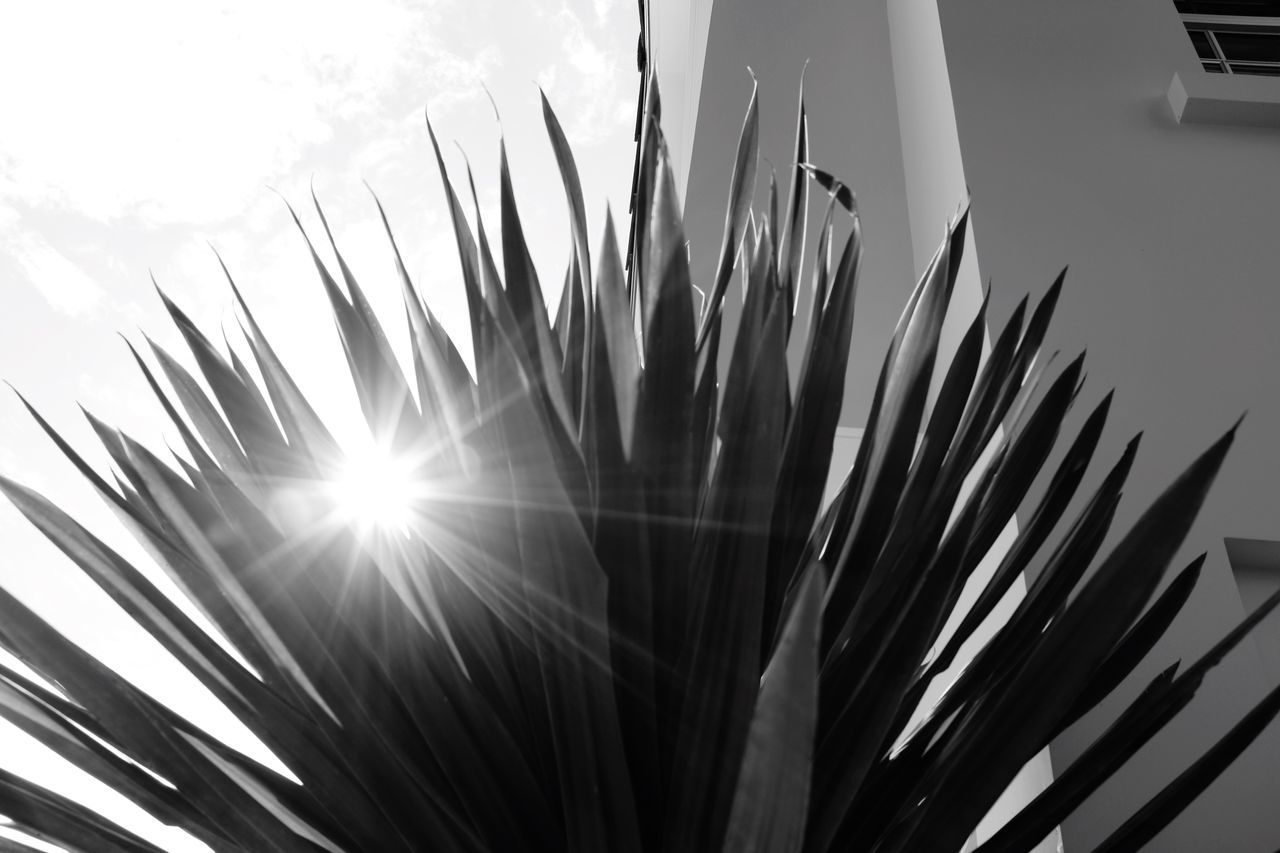 sun, sunbeam, growth, sunlight, low angle view, plant, lens flare, nature, sky, beauty in nature, palm tree, tranquility, bright, leaf, no people, day, sunny, outdoors, close-up, sunset