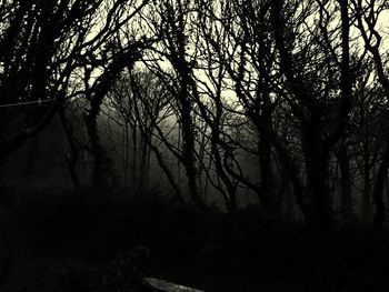 Trees against sky