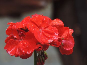 Close-up of wet red rose flower