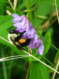 Close-up of butterfly on purple flower