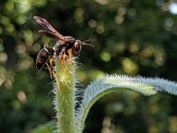 Close-up of insect on flower