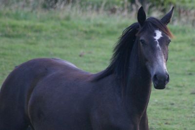 Close-up of horse on grassy field