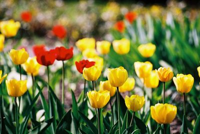 Close-up of yellow tulips on field