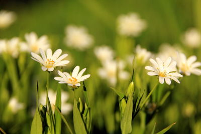 Close-up of white flowering plants