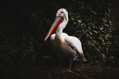 Close-up of pelican on field