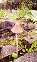 Close-up of mushroom on field