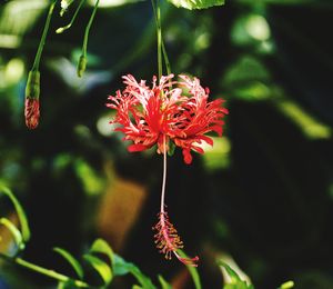 Close-up of red flower blooming outdoors