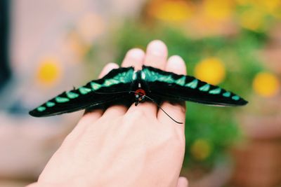 Close-up of butterfly on hand