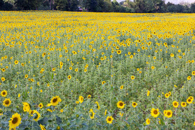 Close-up of yellow flowers blooming in field