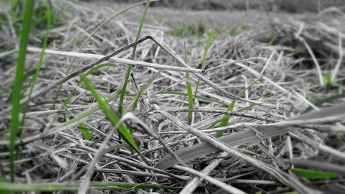 Close-up of grass