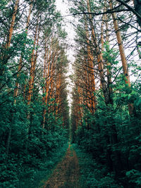 Trail amidst trees in forest