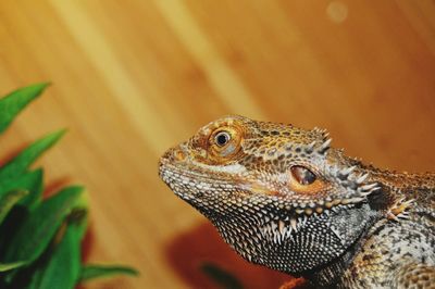 Close-up of lizard