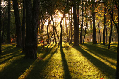 Trees in forest