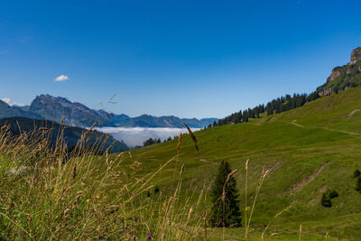 Scenic view of landscape against blue sky
