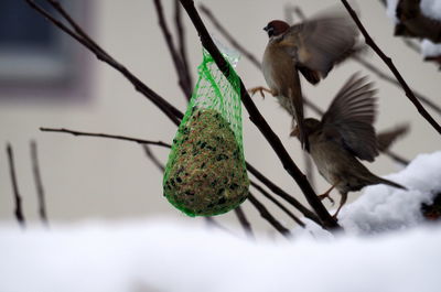 Close-up of bird perching on tree