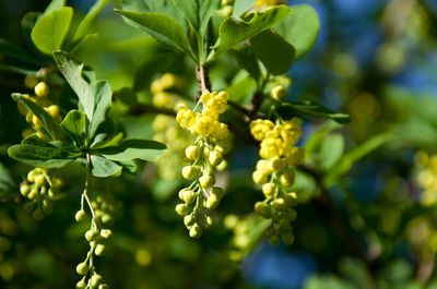 Close-up of yellow flowering plant