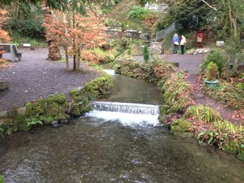 View of trees in water