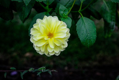 Close-up of yellow flowering plant