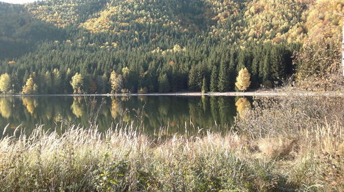 Reflection of trees in lake