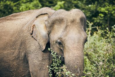 Close-up of elephant