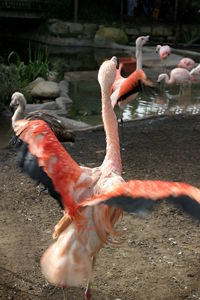 Close-up of swan in water