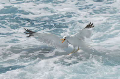 Seagulls flying over sea