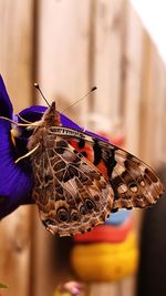 Close-up of butterfly perching on leaf