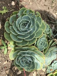 High angle view of succulent plant growing on field