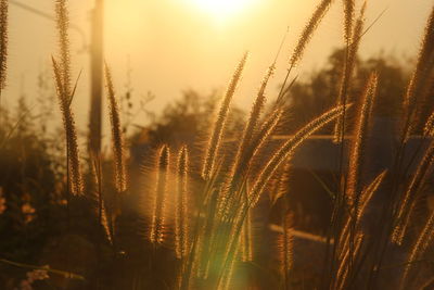 Close-up of stalks against bright sun