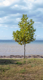 Tree on beach against sky