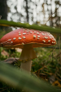 Close-up of fly agaric mushroom on field