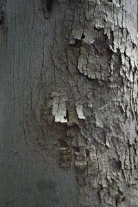 Close-up of wood