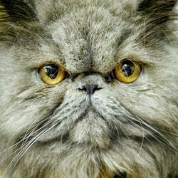 Close-up portrait of cat