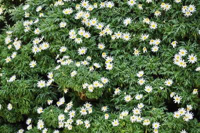 High angle view of white daisies blooming on field