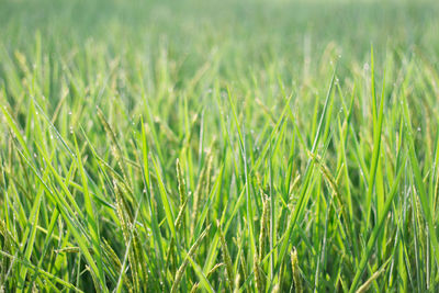 Full frame shot of crops growing on field