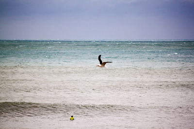 View of bird flying over sea against clear sky