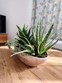 plant