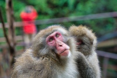 Portrait of monkey